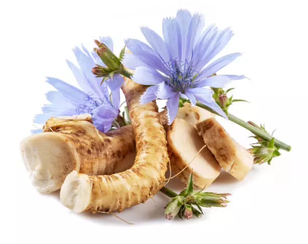 intra-Chicory-root