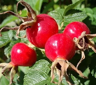 intra-Chinese-rose-hips-img