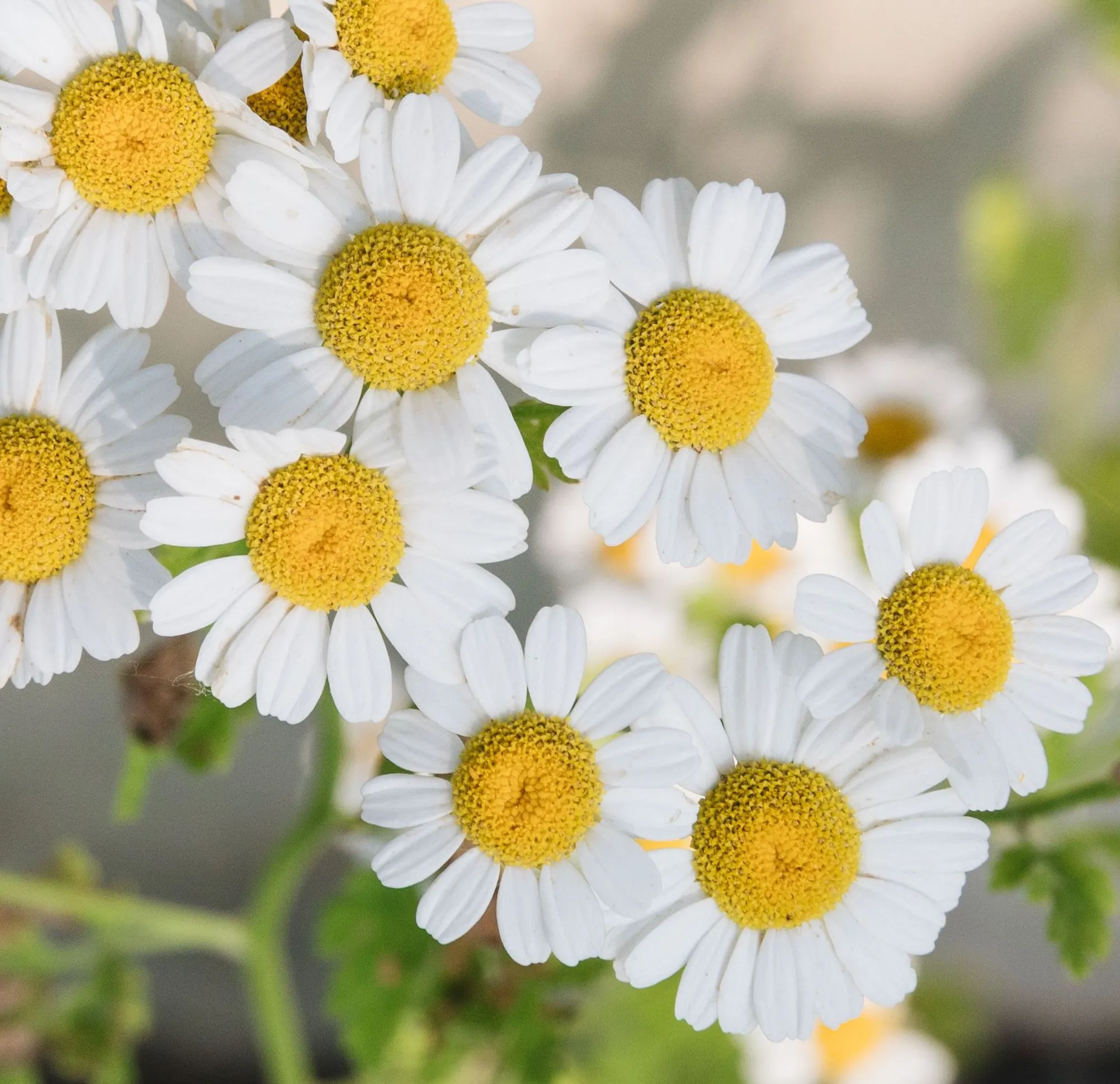 intra-German-chamomile-img