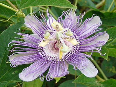 intra-Passion-flower-img