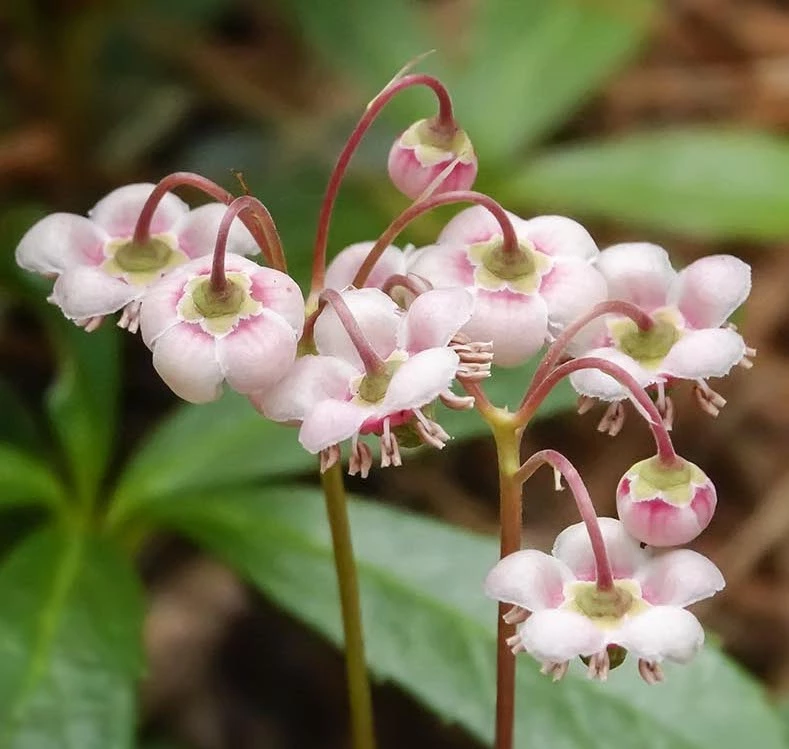 intra-Pipsissewa