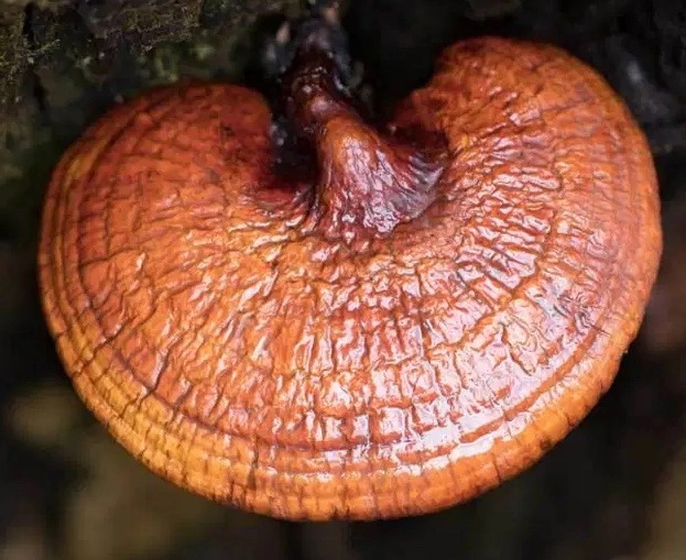 intra-Reishi-mushroom-img