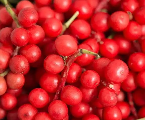 intra-Schisandra-berry-img